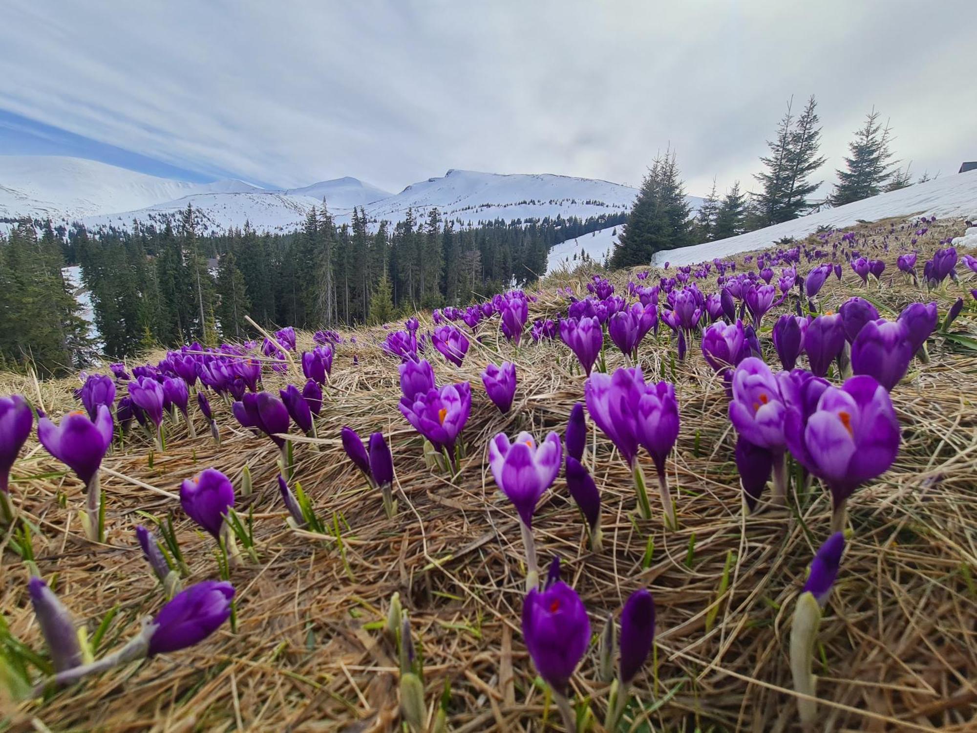 Alpin Eco Chalet & Wellness Драгобрат Экстерьер фото